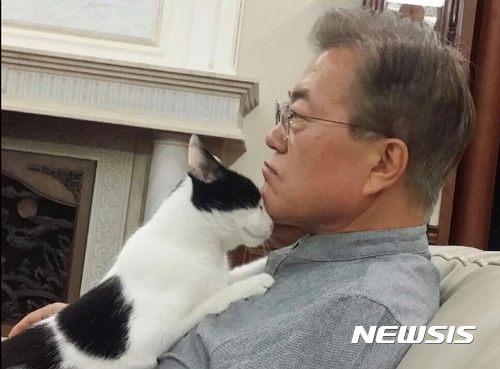 【서울=뉴시스】문재인 대통령이 27일 찡찡이와 함께한 사진을 공개했다. 문재인 대통령은 트위터에 "찡찡이에 이어 마루도 양산 집에서 데려왔습니다. 이산가족들이 다시 모였습니다. 찡찡이는 아직 장소가 낯설어 바깥 출입을 잘 못합니다. 대신 내가 TV 뉴스를 볼 때면 착 달라붙어 떨어지려하지 않습니다"고 밝혔다. 2017.05.28. (사진=트위터 캡쳐) phototo@newsis.com
