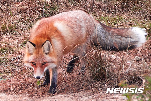 【영주=뉴시스】김진호 기자 = 영주시 순흥면 소재 자역적응훈련장에서 소백산 붉은여우가 앞을 응시하며 잔뜩 경계하는 몸짓을 보이고 있다. 2017.05.31 (사진= 영주시 제공)&nbsp; photo@newsis.com