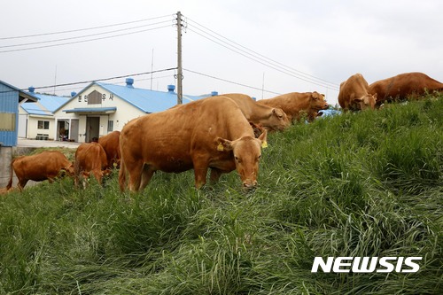 한우 300여마리 대관령 초지로…올해 첫 방목