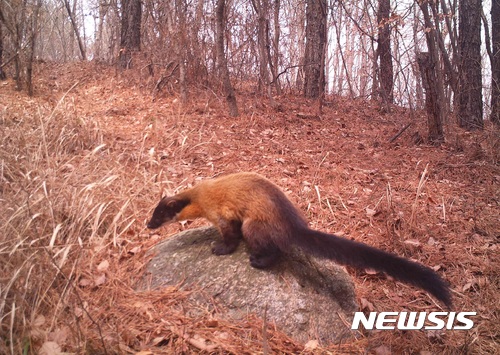 【순천=뉴시스】김석훈 기자 = 전남 순천시가 운영하는 전남 야생동물구조관리센터는 환경부에서 '멸종위기동물'로 지정해 관리중인 노란목도리담비가 최근 순천에서 발견됐다고 2일 밝혔다. 2017.06.02. (사진=순천시청 제공) kim@newsis.com