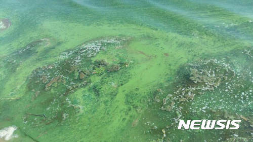 【서울=뉴시스】대구환경운동연합이 낙동강에서 6월 5일 올해 들어 첫 녹조띠가 목격됐다고 6일 밝혔다. 녹조띠가 관측된 구간은 달성보와 합천창녕보 사이 구간으로 도동서원 앞 도동나루터에서는 강 가장자리 쪽으로 선명한 녹조띠가 목격되었다. 이로써 4대강사업이 마무리된 지 6년 연속으로 녹조가 창궐하는 대기록을 세운 것이다. 2017.06.06.(사진=대구환경연합 제공)photo@newsis.com