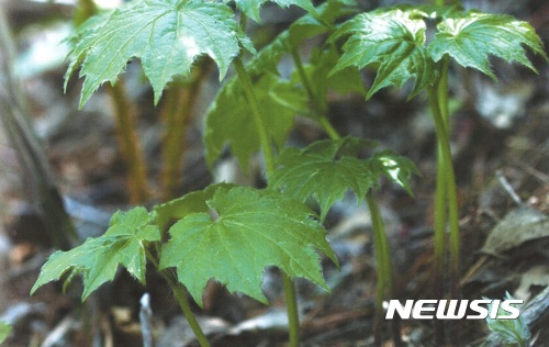 【안동=뉴시스】류상현 기자 =&nbsp; 단풍취. 경북도 산림자원개발원이 이를 이용한 미백화장품과 기능성 음료개발 기술을 특허등록해 관심을 끌고 있다. 2017.06.08 (사진=경북도 제공) photo@newsis.com 