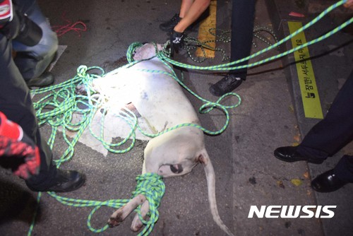 【서울=뉴시스】 지난 14일 밤 10시 30분께 서울 도봉구 한 주택가에서 이모씨가 키우던 사냥개 2마리가 집을 빠져나와 시민 3명에 달려들어 1명이 크게 다치고 2명은 개에게 물리거나 넘어지면서 상처를 입은것으로 알려졌다. 견종은 사냥견 또는 투견으로 알려진 도고 아르헨티노와 프레사 까나리오로 시민을 직접 공격한 도고 아르헨티노는 사살됐다. 주변을 배회하던 프레사 까나리오는 현재 도봉소방서에서 데리고 있다. 사진은 사살된 견종. 2017.06.15. (사진=도봉소방서 제공) photo@newsis.com