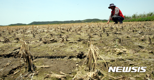 【무안=뉴시스】신대희 기자 = 18일 오후 전남 무안군 청계면 복길마을 복길간척지에서 농민 주공성(59)씨가 가뭄으로 염분이 높아진 상황을 설명한 뒤 고사된 벼를 만지고 있다. 2017.06.18.&nbsp; sdhdream@newsis.com