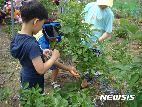 【영동=뉴시스】이성기 기자 = 충북 영동군 학산면 금강모치마을은 오는 24일 풍성한 볼거리, 먹을거리, 즐길거리로 가득한 블루베리 축제를 개최한다고 20일 밝혔다. 사진은 지난해 축제 때 어린이들이 불루베리 수확 체험을 하는 모습이다.2017.06.20(사진=영동군 제공)  <a href="mailto:sklee@newsis.com">sklee@newsis.com</a>