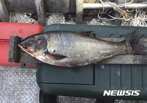 【AP/뉴시스】 = 지난 6월 22일 미시간호에서 잡힌 초대형 '아시아 잉어'중 실버 카프.&nbsp; 이 어종은 먹을 수 없는 어종이며 5대호의 토종 어류를 잡아먹어 이의 방제를 위해 미군 공병대가 8월7일 새 연방보고서를 발표했다.&nbsp;&nbsp; 