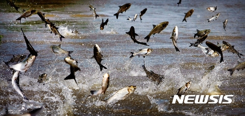 【AP/뉴시스】 = 미 5대호중의 하나인 미시간호의&nbsp; 멤피스 부근에서 수면위로 튀어오르는 대형 외래어종 '아시아 잉어'의 모습.&nbsp; 일리노이주 등 주정부들은 아시아 잉어 지역협력위원회( (ACRCC)까지 마련하고 고유어종의 생태계를 파괴하는 이 외래어종이 퍼지지 않게 각종 대책에 고심하고 있다.&nbsp;&nbsp;&nbsp; 