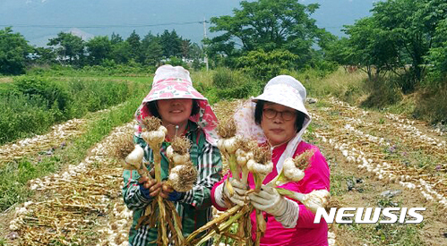 【강진=뉴시스】맹대환 기자 = 전남 강진군에 지역 농가들이 일반 마늘보다 10배 가량 큰 대형마늘인 '코끼리마늘'을 본격 수확하고 있다고 26일 밝혔다. 2017.06.26 (사진=강진군 제공) mdhnews@newsis.com