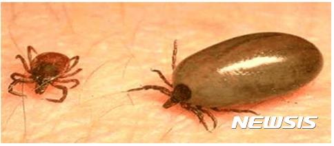 【부산=뉴시스】허상천 기자 = 부산시 보건환경연구원은 올들어 부산에서 진드기 매개 감염병인 중증열성혈소판감소증후군(SFTS) 환자가 잇따라 발생함에 따라 27일 매개하는 작은소피참진드기에 물리지 않도록 주의해 줄 것을 당부했다. 2017.06.27. (사진 = 보건환경연구원 제공) photo@newsis.com