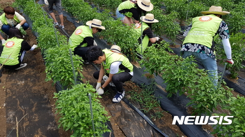【대구=뉴시스】정창오 기자 = 대구과학대학교 사회봉사단원들이 27일 경북 청도군 운문면 봉하리 마을에서 고추밭의 풀을 뽑고 있다. 2017.06.27.(사진=대구과학대 제공) <a href="mailto:photo@newsis.com">photo@newsis.com</a>