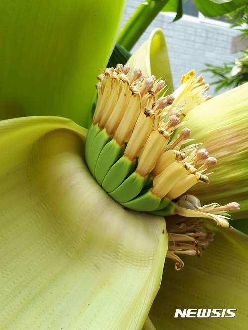 【대구=뉴시스】이통원 기자 = 최근 대구의 한 식당 마당에서 발견된 바나나는 유사한 열매 모양을 지닌 '파초'인 것으로 확인됐다. 2017.06.29. (사진=페이스북 캡쳐)tong@newsis.com