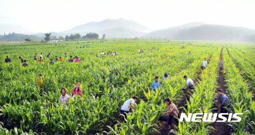【서울=뉴시스】 북한 노동신문은 29일 '온 나라가 가뭄과의 투쟁에 총동원, 총집중' 이라는 기사를 보도했다.  기사에는 지난 25일부터 26일까지 농업부문 일군들과 근로자, 지원자들과 논과 밭에 물주기를 진행했다는 내용이 담겨있다. 2017.06.29. (출처=노동신문)  photo@newsis.com