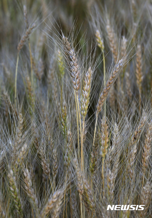 [로렌스=AP/뉴시스]미국 캔자스주(州) 로렌스에 있는 밀밭. 2017.06.30.