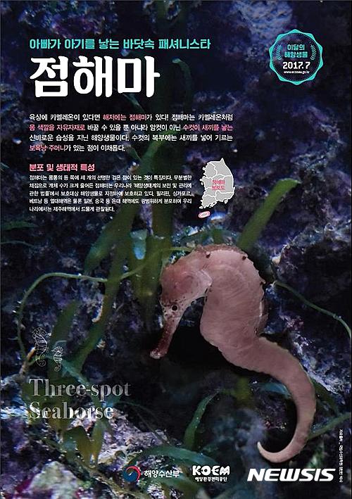 바닷속 카멜레온 '점해마', 7월의 해양생물