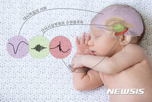 【대전=뉴시스】 수면 중 발생하는 대뇌피질의 서파와 간뇌 시상 부위의 수면방추파, 해마의 SWR파를 동시에 유도해 동조하면 장기 기억이 강화된다. (사진=IBS 제공)