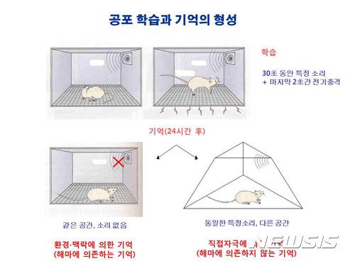 【대전=뉴시스】 IBS 연구진은 실험쥐에게 30초 동안 특정 소리를 들려주다가 마지막 2초 동안 전기 충격을 가하는 방식으로 전기충격에 대한 공포 기억을 심어주고, 수면 중 3가지 뇌파 발생을 각기 달리 유도한 뒤 변화를 관찰했다. (사진=IBS 제공)