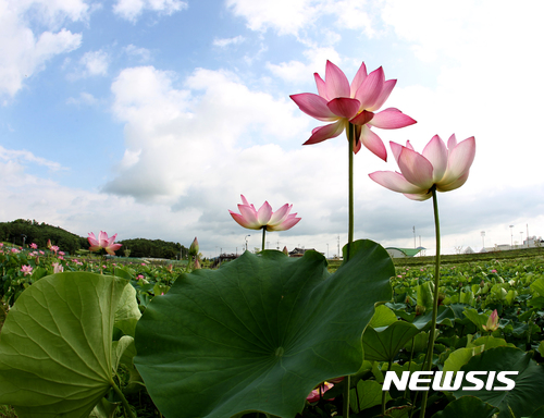 【함안=뉴시스】김기진 기자 =10일 경남 함안군 연꽃테마파크(10만 9800㎡)에 다양한 연꽃이 꽃망울을 터뜨리고 있다. 2017.07.10. (사진=함안군 제공) photo@newsis.com