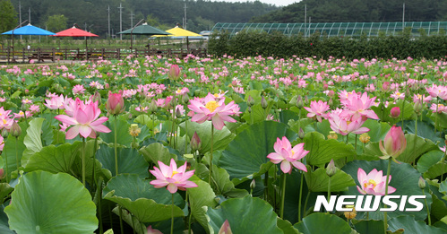 【함안=뉴시스】김기진 기자 =10일 경남 함안군 연꽃테마파크(10만 9800㎡)에 다양한 연꽃이 꽃망울을 터뜨리고 있다. 2017.07.10. (사진=함안군 제공) <a href="mailto:photo@newsis.com">photo@newsis.com</a>