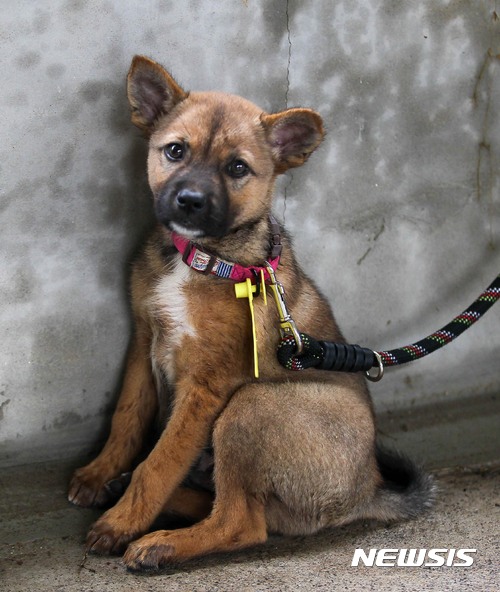 【제주=뉴시스】우장호 기자 = 초복을 하루 앞둔 11일 오전 제주시 축산진흥원에서 제주개 20마리를 분양하는 가운데 생후 3개월 미만의 어린 제주개가 주인을 기다리고 있다. 이날 분양은 제주개는 올해 4월 이후 출생한 제주개를 대상으로 한다. 2017.07.11. woo1223@newsis.com