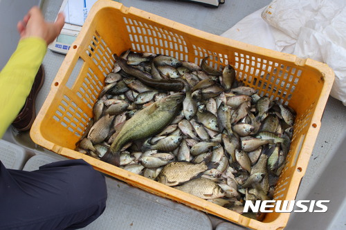 보은군, 대청호 생태교란 블루길·배스 3t 수매…토종어류는 방류