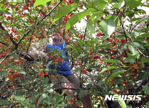 "호주 일부 농장서 현대판 노예 노동" 언론 폭로&nbsp; 