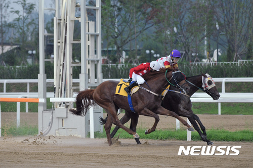 【서울=뉴시스】23일 경기 과천시 렛츠런파크 서울에서 열린 '제8회 서울경제신문배'에서 결승선을 통과하는 '소통시대'(흰색 가면)와 '무후대제'. (사진=한국마사회 제공)