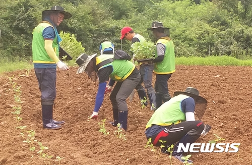 【보은 영동=뉴시스】이성기 기자 = 24일 오전 농협 영동군지부 직원들이 충북 괴산군 청천면의 수해 농가를 찾아 들깨심기 인력 지원을 하고 있다.2017.07.24(사진=농협 영동군지부 제공) sklee@newsis.com    