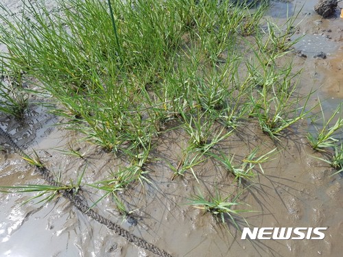 【홍성·예산=뉴시스】 슈퍼잡초 갯끈풀 모습,