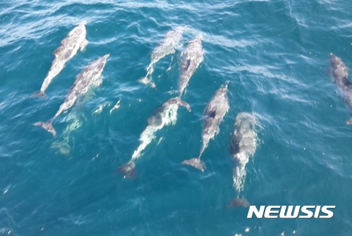 【울산=뉴시스】안정섭 기자 = 27일 오후 고래바다여행선이 울산 남구 장생포항 북동쪽 14.4km 해상에서 참돌고래떼 1000여마리를 발견한 가운데 돌고래들이 바닷속을 유영하고 있다. 2017.07.27. (사진=울산 남구도시관리공단 제공) photo@newsis.com
