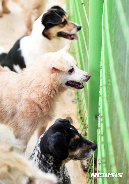 【안성=뉴시스】이정선 기자 = 여름철 휴가 기간에 유기견이 증가하며 또 다른 사회 문제로 대두되고 있는 가운데 27일 오후 경기 안성 사설 유기견 보호소 행복한 보금자리에서 보호견들이 새 주인을 애타게 기다리고 있다. 행복한 보금자리 김계영 대표는 “시설에 있는 보호견들을 위해 유기되어 오는 개들을 무작정 받지 않고 연계 병원을 통해 항체검사 및 중성화 수술을 시키는 등의 꼼꼼한 절차를 통해 입소를 시키며, 독일의 애견보호 정책처럼 유기견 보호 정책이 하루 빨리 올바르게 정착 되기를 바란다"고 밝혔다. 2017.07.27.&nbsp; ppljs@newsis.com