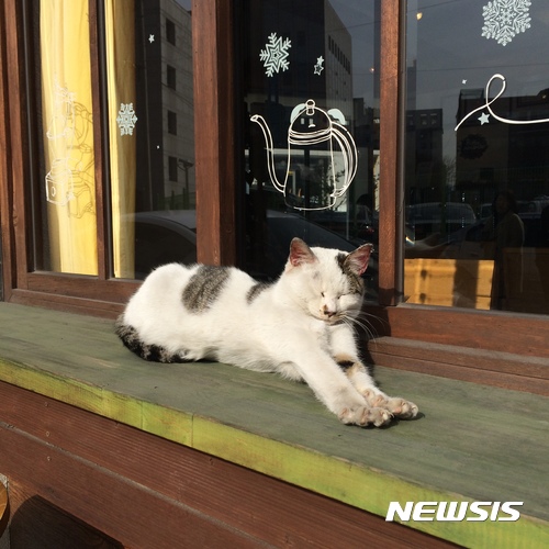 【서울=뉴시스】강동구의 한 카페 앞에서 햇볕을 쬐고 있는 길고양이.&nbsp; (사진 = 강동구 제공)&nbsp; photo@newsis.com 