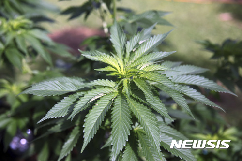 [종합]캐나다, 마리화나 합법화...우루과이 이어 세계 두번째