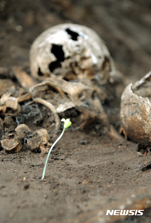 【함평=뉴시스】맹대환 기자 = 진실·화해를 위한 과거사정리위원회가 지난 2009년 7월16일 전남 함평군 해보면 광암리 가정마을 뒷산에서 한국전쟁기 민간인 집단 희생지 유해발굴 현장을 공개한 가운데 유골 속에서 새싹 하나가 올라오고 있다. 이곳은 1951년 2월20일 빨치산 토벌 작전에 나선 국군 11사단에 의해 민간인이 집단 학살된 곳이다. 2017.08.01 mdhnews@newsis.com