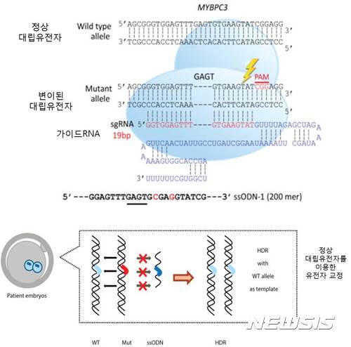 【대전=뉴시스】 IBS 유전체 교정 연구단 연구팀은 비후성 심근증을 유발하는 유전자 변이를 교정할 수 있는 크리스퍼 유전자가위를 제작했다. 정상인 난자에 변이된 유전자를 갖고 있는 정자와 크리스퍼 유전자가위를 주입한 결과, 망가진 유전자가 교정됐다. (사진=IBS 제공)