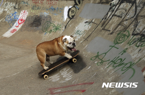 【베인브리지 아일랜드=AP/뉴시스】미국 워싱턴주 베인브리지 아일랜드에서 7월 28일(현지시간)조지란 이름의 불독이 스케이트보드를 안정된 자세로 타고 있다. 조지는 강아지 때부터 보드를 탔다. 2017.08.02 