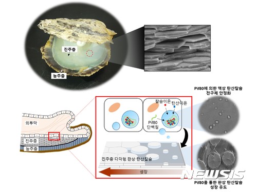 【포항=뉴시스】강진구 기자 = 포스텍(총장 김도연)은 화학공학과 차형준 교수와 충남대 응용화학공학과 최유성 교수 공동연구팀이 진주조개 단백질의 역할 규명을 통한 진주층 형성의 핵심 메커니즘을 밝혀냈다고 3일 밝혔다.사진은 진주층 형성 핵심 메커니즘 연구모형도.2017.08.03.(사진=포스텍 제공) photo@newsis.com