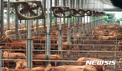 경기 용인 청계목장에서 소들이 선풍기 바람을 쐬며 더위를 식히고 있다. 뉴시스 사진 자료