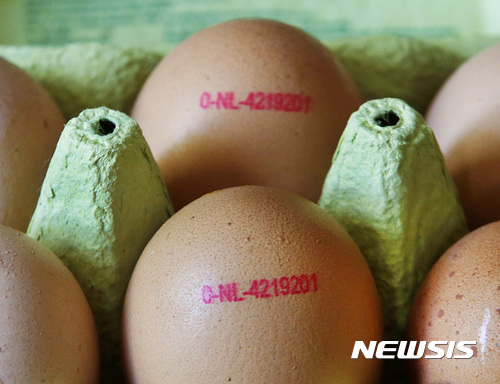 【프랑크푸르트=AP/뉴시스】네덜란드와 벨기에에서 발생한 살충제 오염 달걀사태가 유럽 각국으로 확산하고 있다. 독일은 7일(현지시간)이번 사건에 대해 정식 수사를 시작했다고 밝혔으며, 프랑스도 살충제 '피프로닐' 에 오염된 달걀이 자국 내에 유입됐다고 밝혔다. 사진은 4일 독일 프랑크푸르트의 한 슈퍼마켓에 진열된 달걀 모습.2017.08.08
