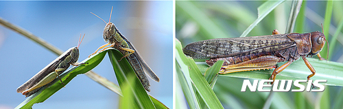 【나주=뉴시스】맹대환 기자 = 곤충이 미래 인류의 먹거리로 주목받고 있는 가운데 전남 나주에 소재한 고구려대학은 '곤충산업과'가 농촌진흥청으로부터 곤충산업 전문 인력 양성기관으로 지정받았다고 7일 밝혔다. 사진 왼쪽은 벼메뚜기, 오른쪽은 풀무치. 2017.08.07 (사진=고구려대 제공) mdhnews@newsis.com