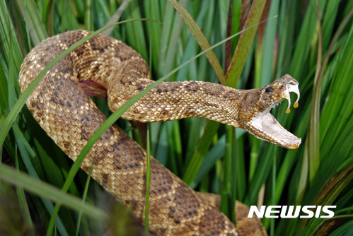 [원추 오늘의운세]뱀띠, 대가 안 바라면 사두용미