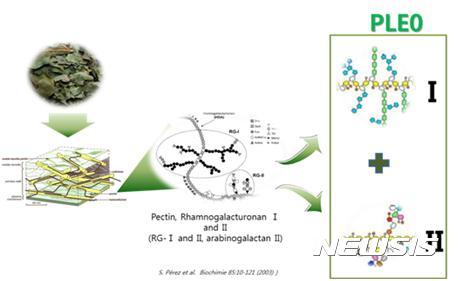감잎차서 국내 최초 면역증진 성분 '다당' 추출