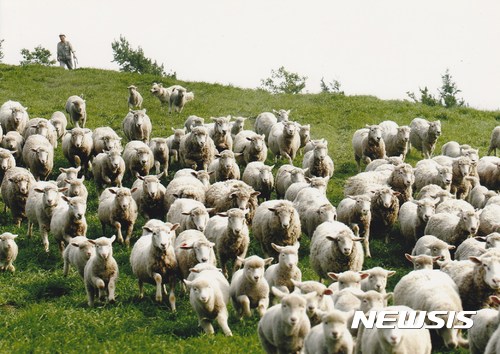 8월의 6차산업인에 '대관령양떼목장' 선정