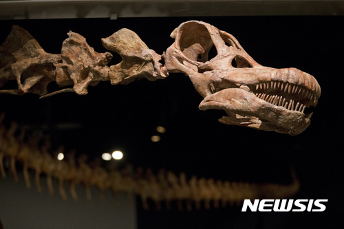 【뉴욕=AP/뉴시스】2016년 1월14일 미 뉴욕 자연사박물관에 몸길이 37m에 달하는 거대한 공룡의 두개골 복제품이 전시돼 있다. 파타고티탄 마요룸이라는 이 거대 공룡은 몸무게가 69∼76t에 달해 우주완복선과 비슷했으며 이에 비하면 최강의 육식 공룡으로 알려진 티라노사우루스 렉스는 난장이처럼 하찮아 보일 것이라는 연구 결과가 새로 발표됐다. 2017.8.9