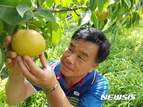 【남원=뉴시스】신동석 기자 = 10일 전북 남원시는 춘향골 배 13t(4000만원 상당)이 이날 부산항을 통해 베트남으로 수출됐다고 밝혔다. 2017.08.10 (사진= 남원시 제공)&nbsp; sds4968@newsis.com 