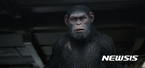 [손정빈의 클로즈업 Film]비극 블록버스터···'혹성탈출:종의 전쟁'