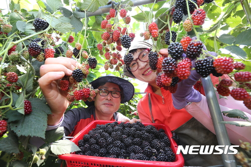 【산청=뉴시스】정경규 기자 = 경남 산청군 오부면에서 블랙베리를 수확하는 모습이다.2017.08.16.(사지=산청군 제공) photo@newsis.com