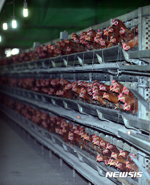 닭에 직접 먹여 진드기 없애는 살충제 시판 허가 '논란'