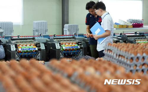 【화성=뉴시스】이정선 기자 = ‘살충제 계란’ 파동으로 전국 대부분 산란계 농장에서 전수조사가 진행되고 있는 가운데 16일 오후 경기 화성 봉화농장에서 한 관계자와 농식품부 직원이 경기도 생산 번호 ‘08’ 계란을 살펴보고 있다.해당 농장은 농림축산식품부의 전수조사에 따라 살충제 성분이 미검출 되었다는 분석결과서를 교부 받고 정상 출고가 가능하다는 판단을 받았다. 2017.08.16. ppljs@newsis.com