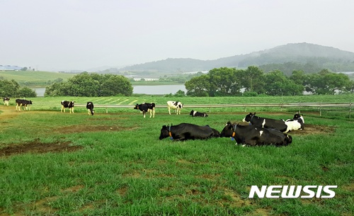 상하목장에서 사육되는 젖소.(사진 = 매일유업 제공)
