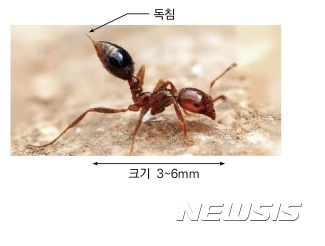 인천항서 악성 외래종 붉은불개미 62마리 발견…검역본부 긴급 방제